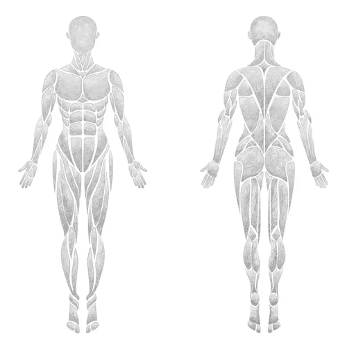 Front and back of the body, the chosen muscles highlighted